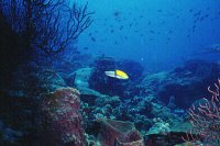 Bahamas scuba diving